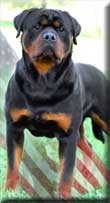 PashaEarl Antonius, Rottweiler stud.